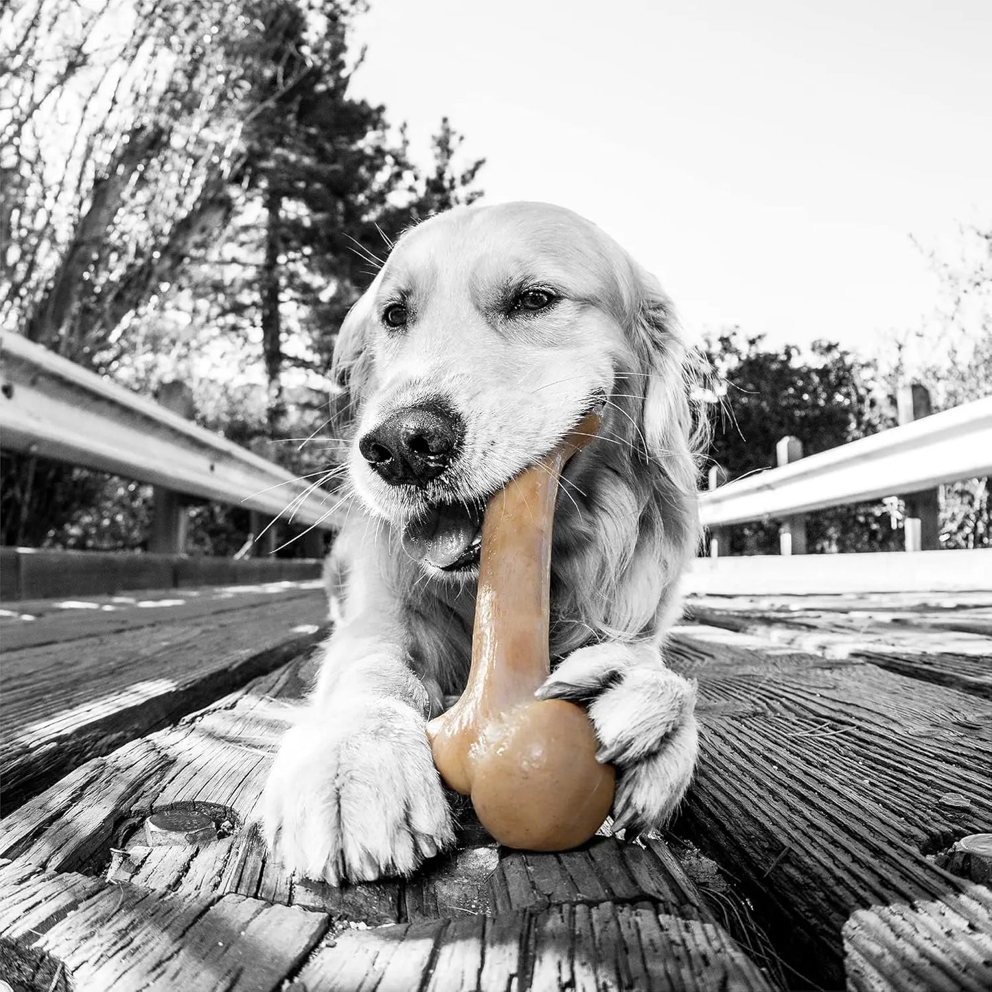 Zombie BarkBone - Nylon Dog Bone for Moderate Chewers - Bacon Flavor - 4"